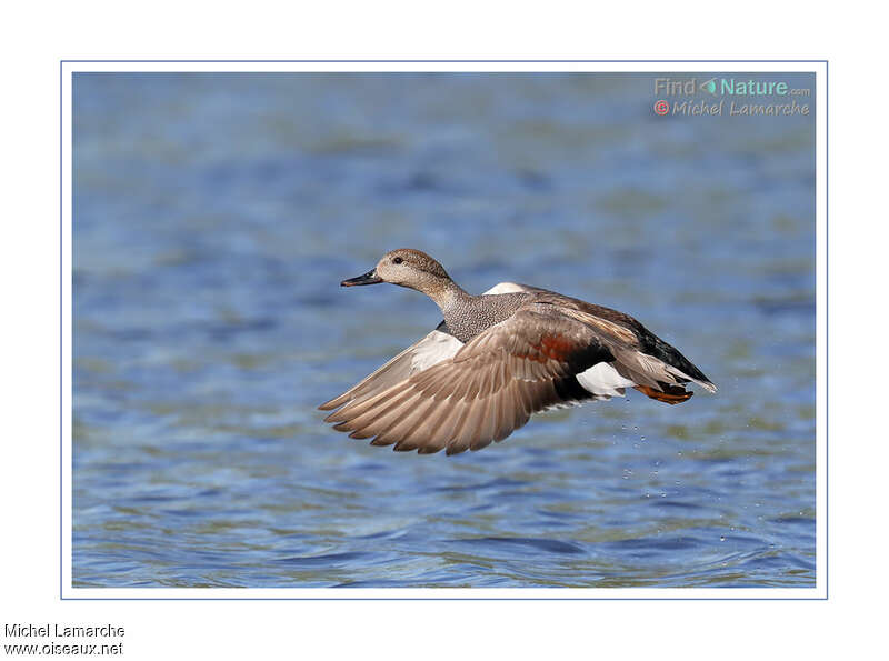 Gadwall male adult, Flight