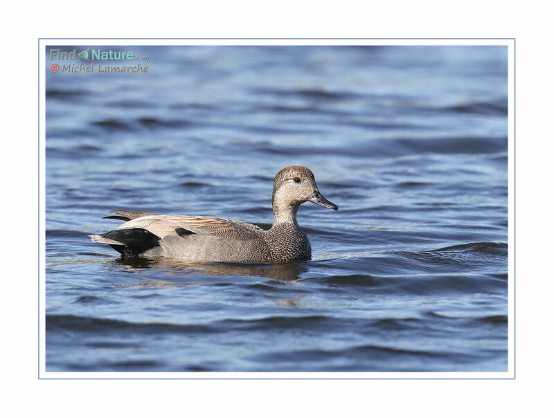 Gadwall male adult