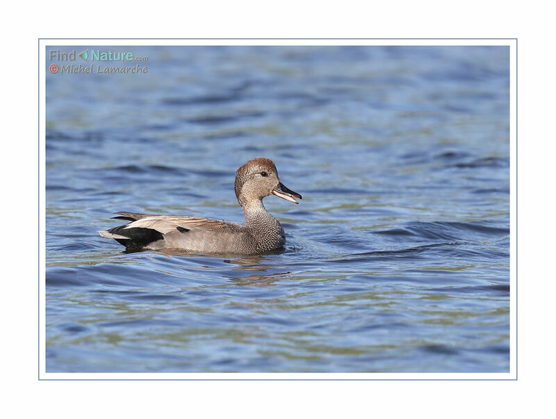 Canard chipeau mâle adulte