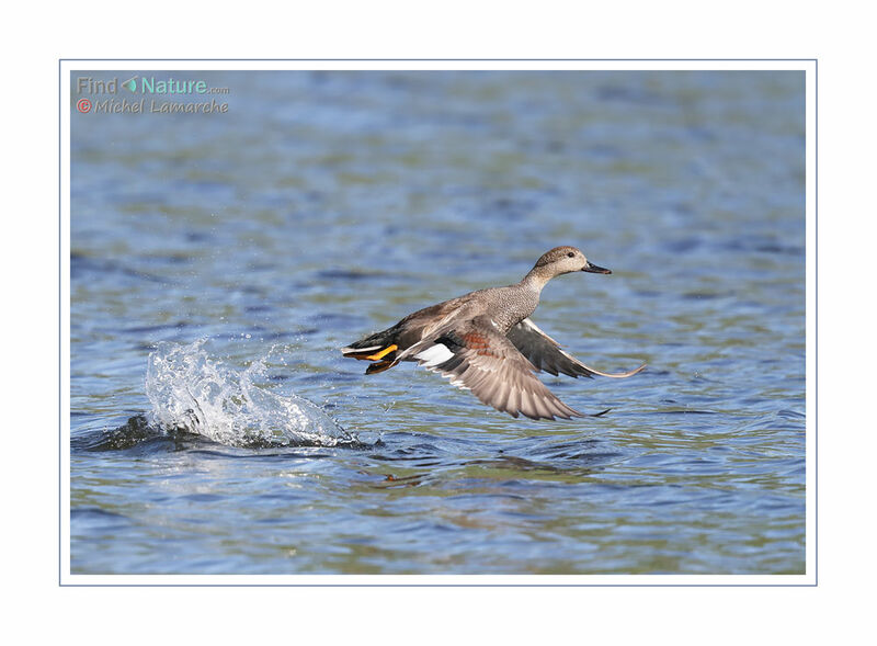 Gadwall male adult, Flight