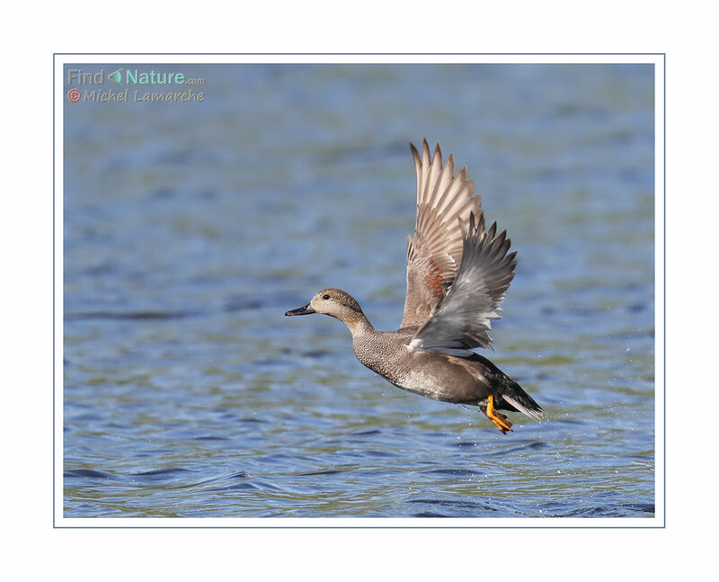 Canard chipeau mâle adulte, Vol