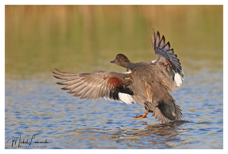 Gadwall male adult, Flight