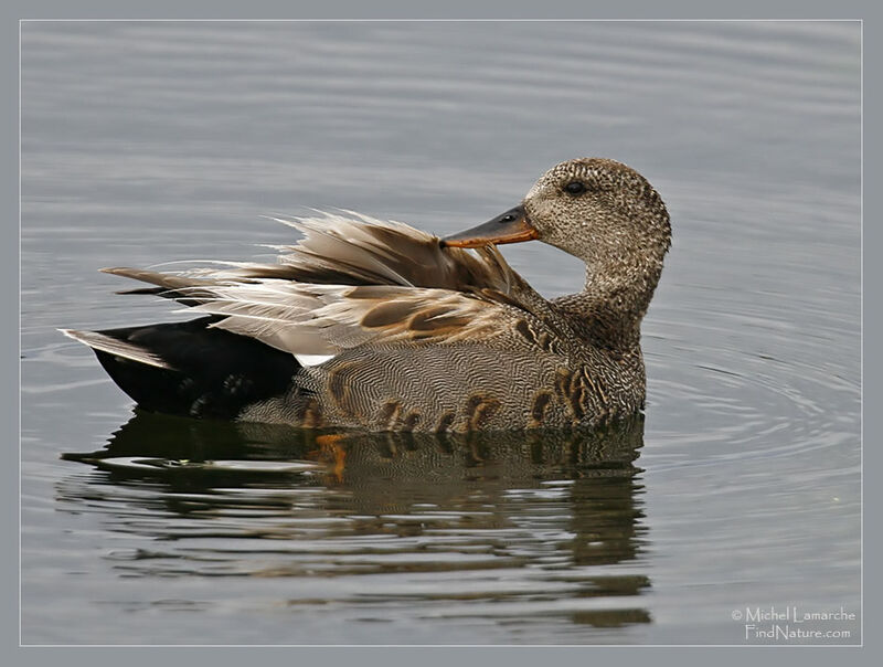 Gadwall