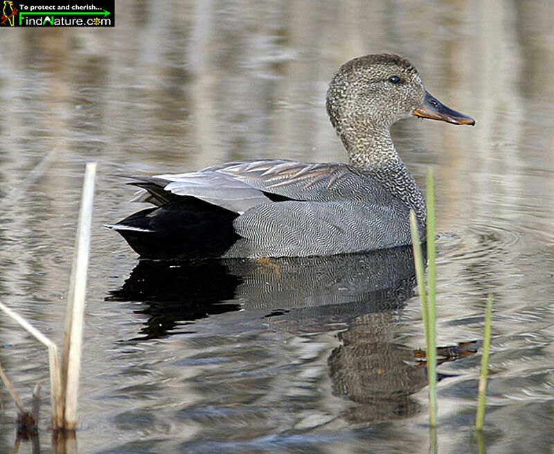 Canard chipeau