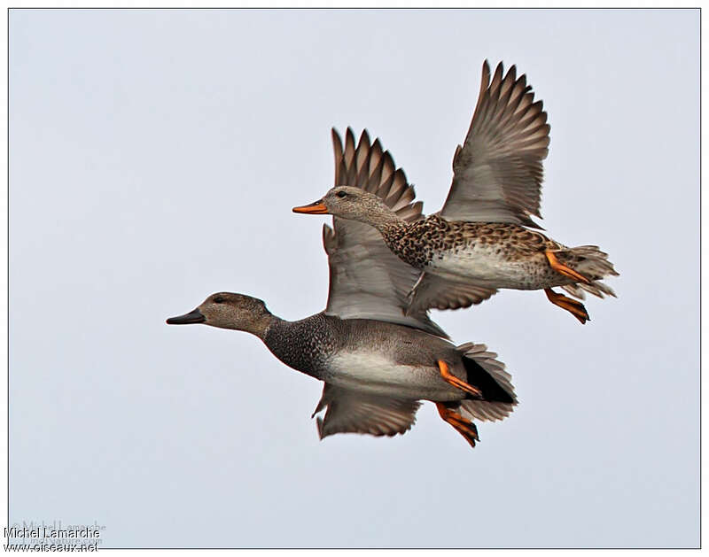 Gadwalladult, Flight