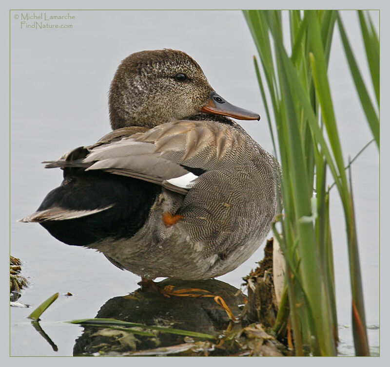 Gadwall