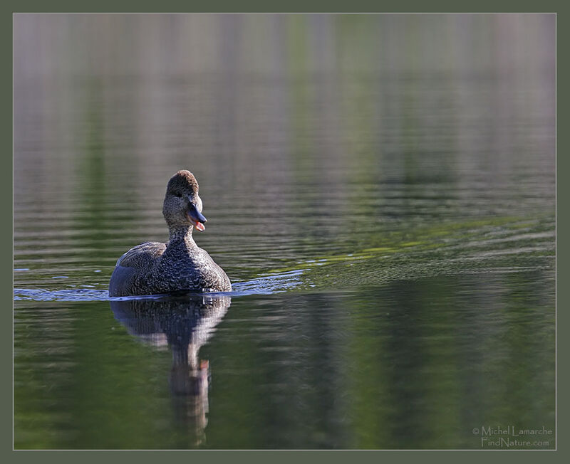 Gadwall male adult