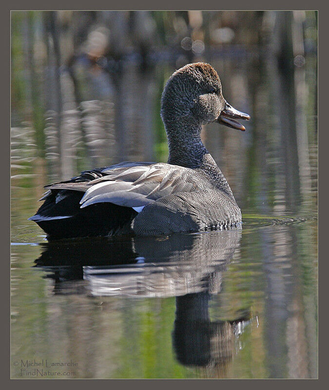 Canard chipeau mâle adulte