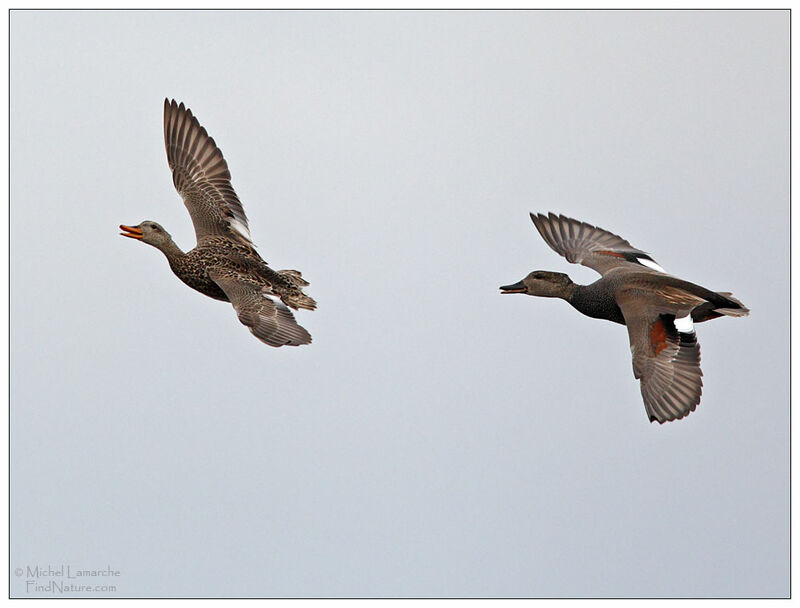 Gadwall adult, Flight