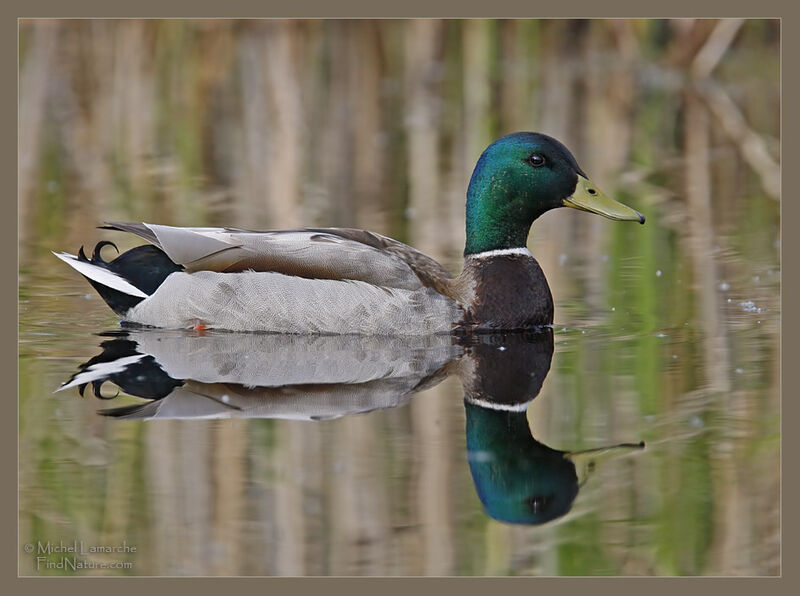 Canard colvert mâle adulte