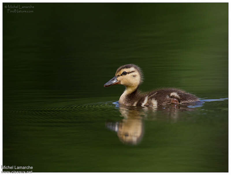 Canard colvertPoussin, identification