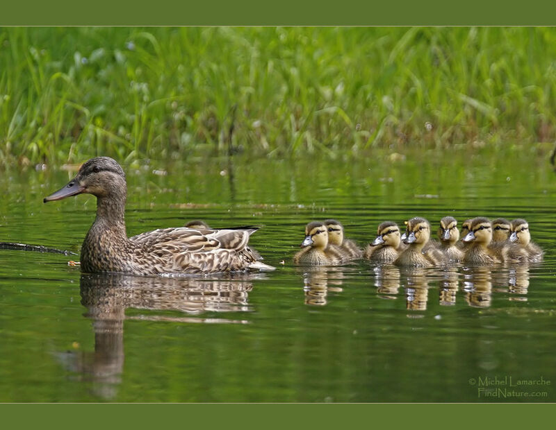 Mallard female adult