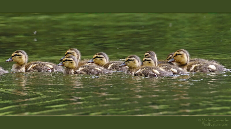 Canard colvert