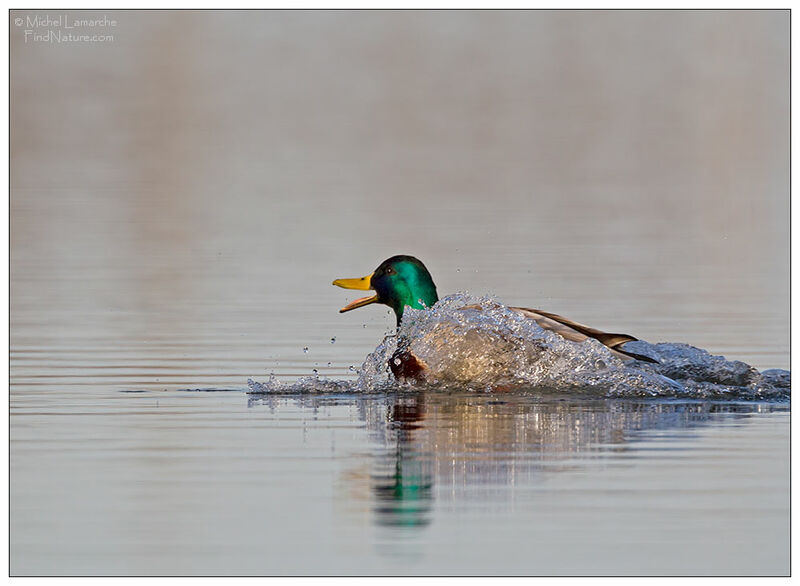 Mallard male adult