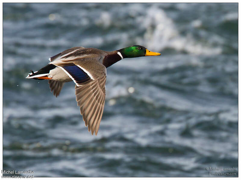 Mallard male adult breeding, pigmentation, Flight