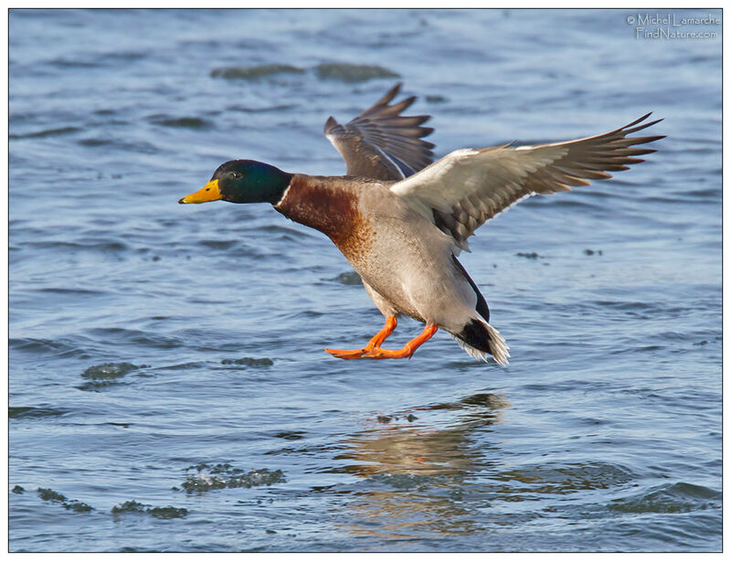 Canard colvert mâle adulte