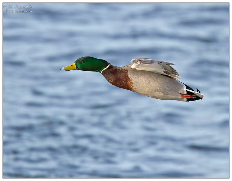 Canard colvert mâle adulte, Vol