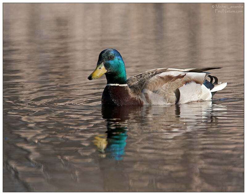 Mallard male adult