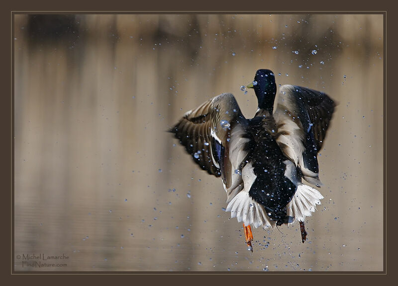 Mallard male adult, Flight