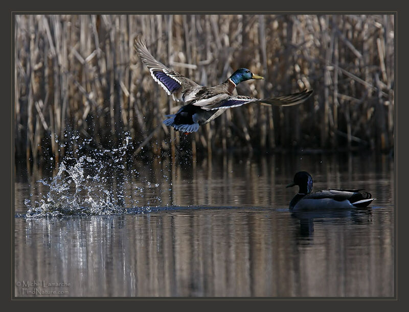 Canard colvert mâle adulte, Vol