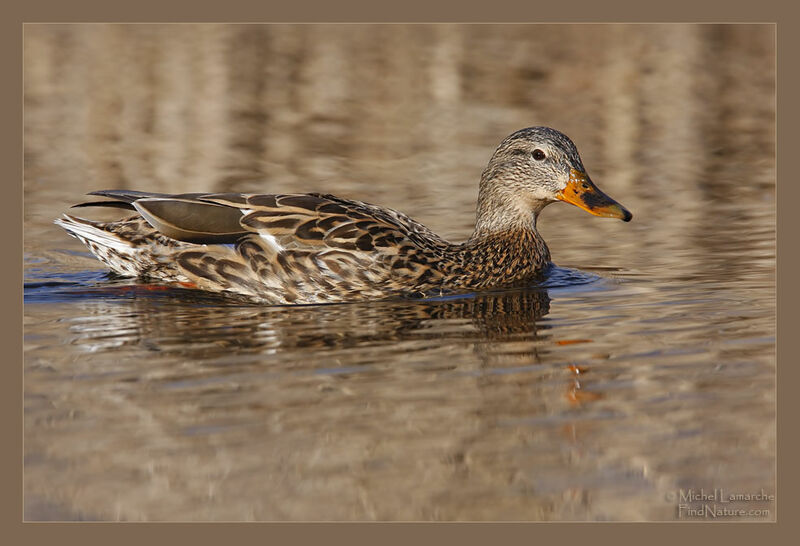 Mallard female adult