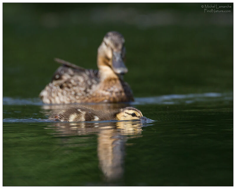 Canard colvert