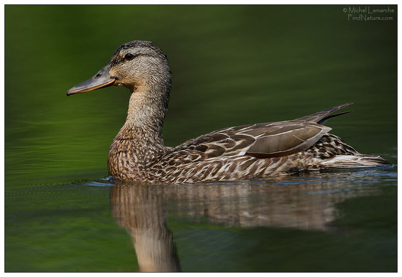 Canard colvert femelle adulte