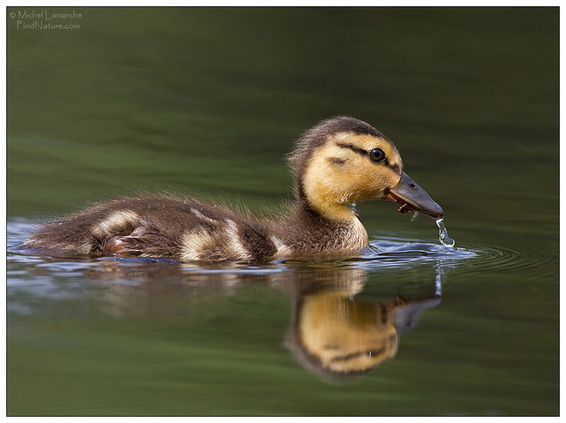 Canard colvertjuvénile