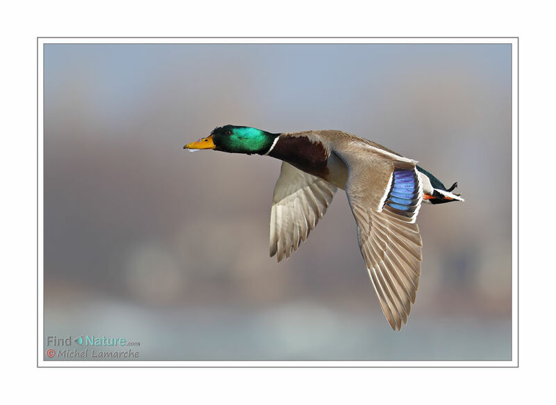 Mallard male adult, Flight