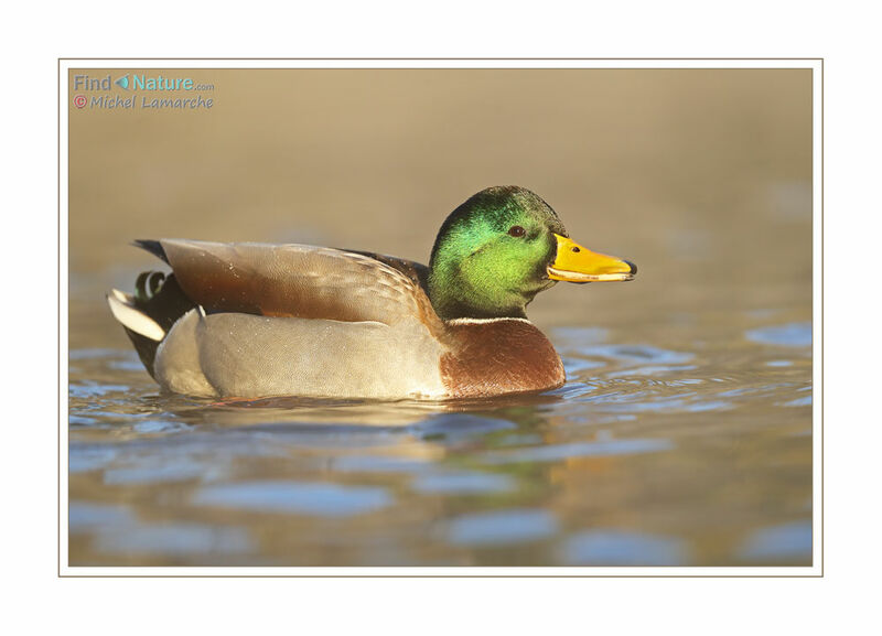 Canard colvert mâle adulte