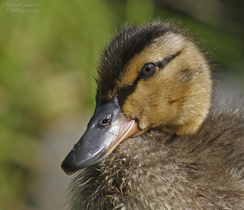 Mallard