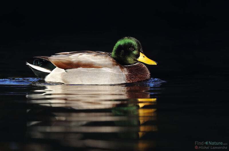 Canard colvert mâle adulte