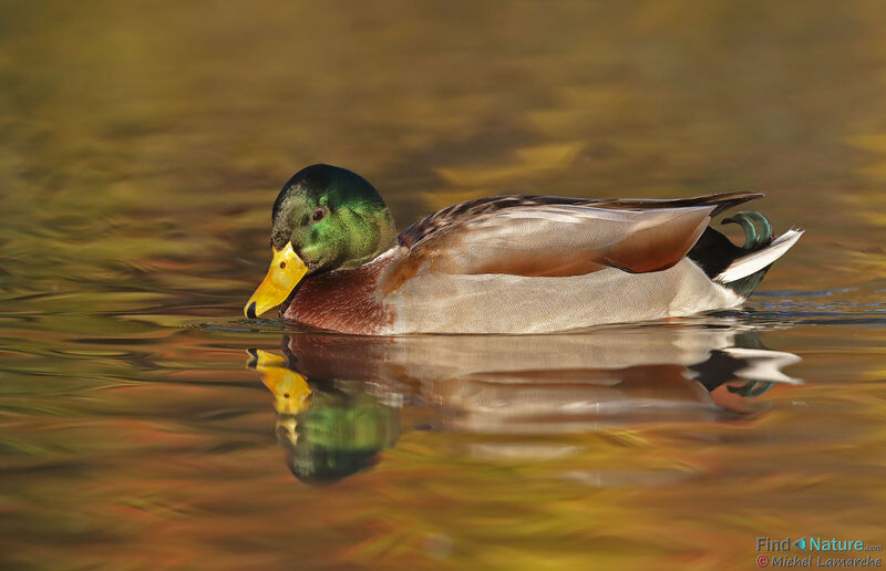 Mallard male adult