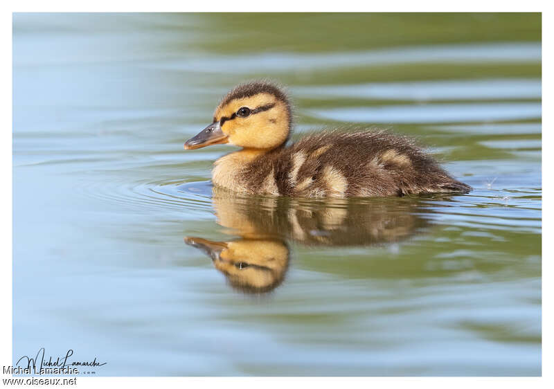 Canard colvertPoussin, identification