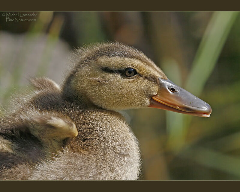 Mallard