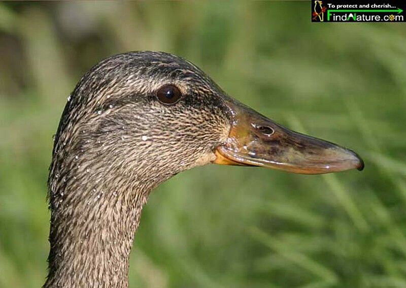 Canard colvert