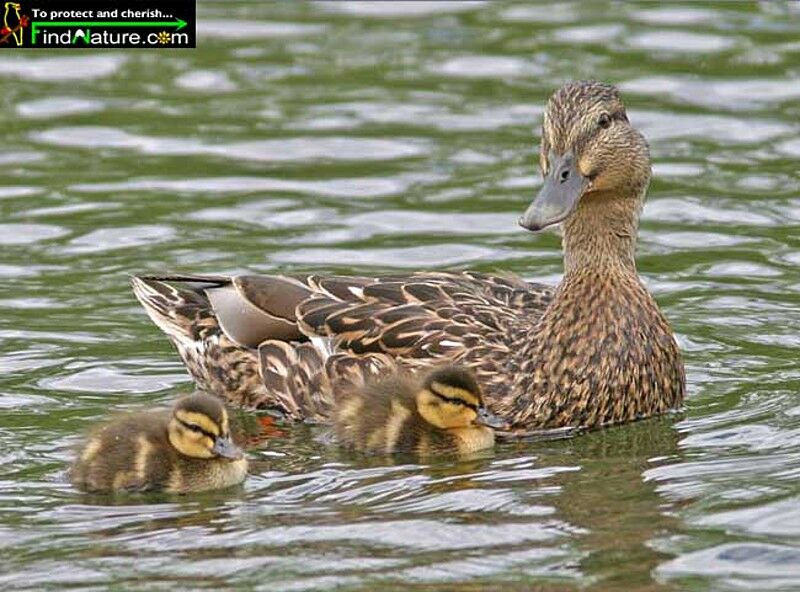 Canard colvert