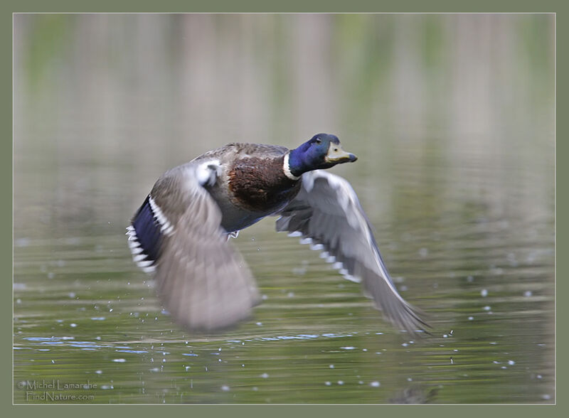 Mallard