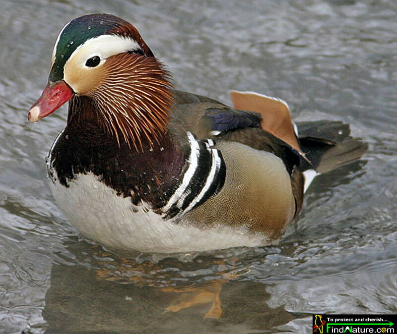 Canard mandarin