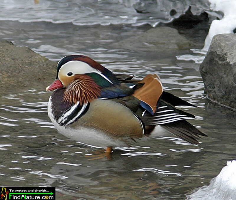 Mandarin Duck