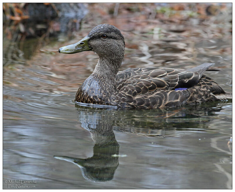 Canard noir