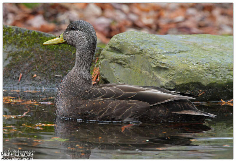 Canard noir mâle adulte, identification