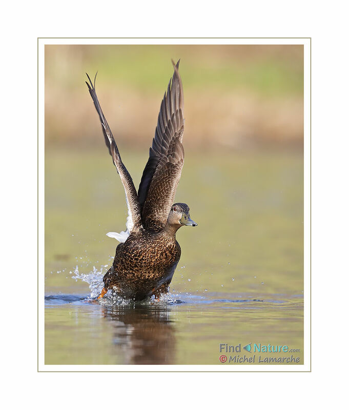 American Black Duck female adult