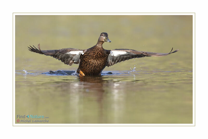 Canard noir femelle adulte