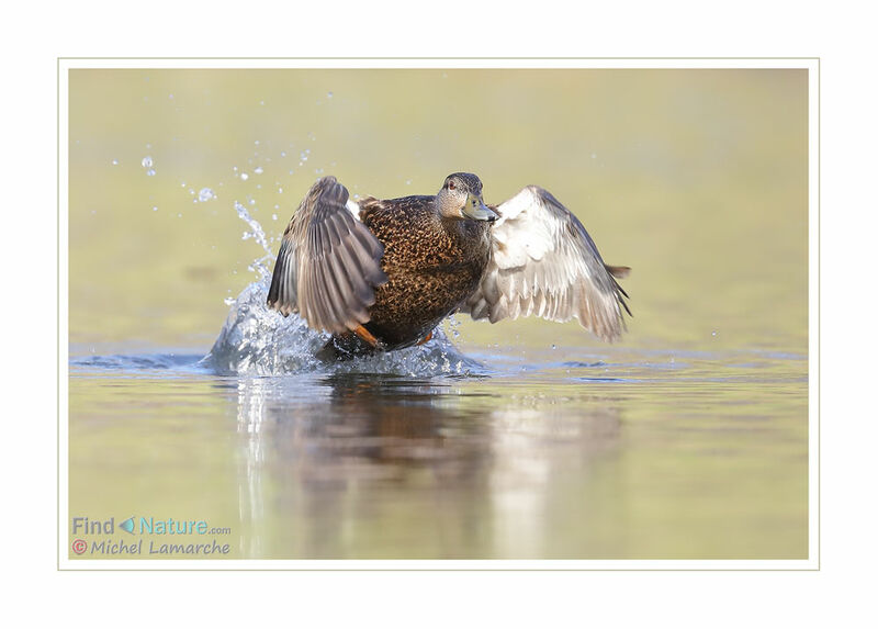 American Black Duck female adult