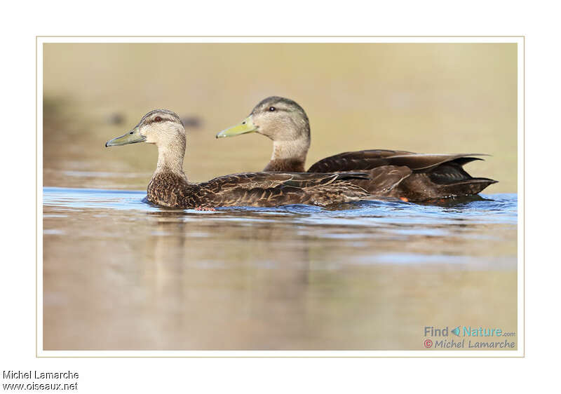 American Black Duckadult, pigmentation