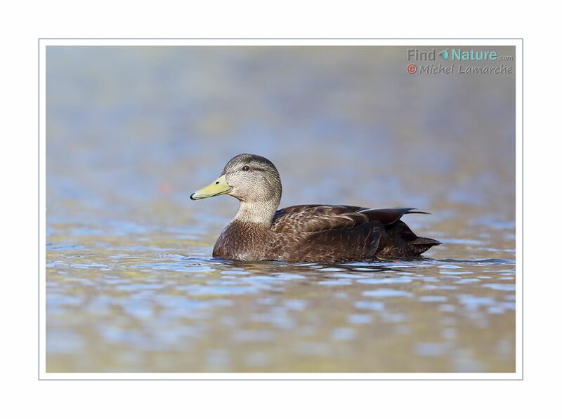 American Black Duck male adult