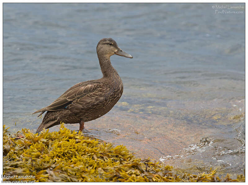 American Black Duckjuvenile, identification