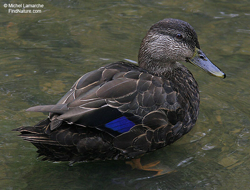 Canard noiradulte