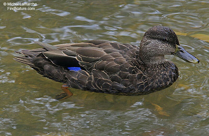 American Black Duckadult